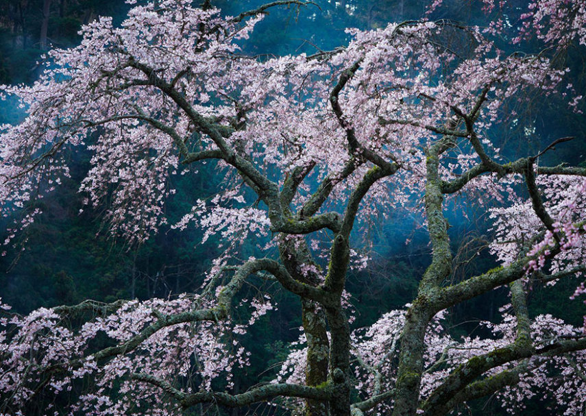 16) Fascinação, no Japão