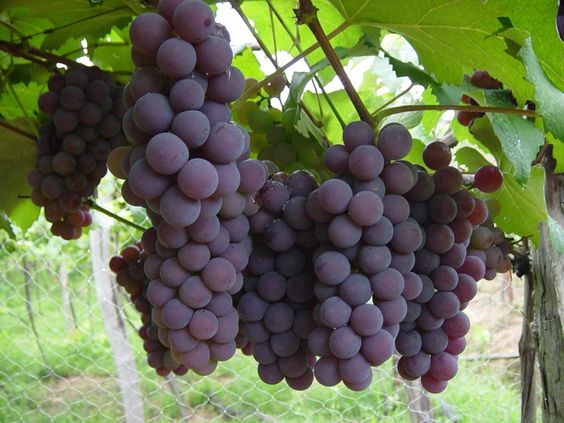 A uva é um alimento saudável, porém calórico 