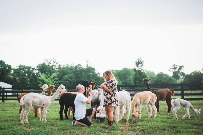 O fotógrafo John Myers foi contratado por Kevin Scanlon para registrar um pedido de casamento surpresa no Tennessee, nos Estados Unidos, mas foi surpreendido por uma alpaca que fez o famoso 