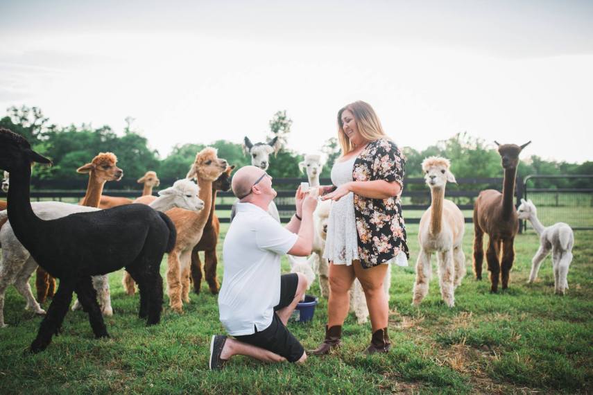 O fotógrafo John Myers foi contratado por Kevin Scanlon para registrar um pedido de casamento surpresa no Tennessee, nos Estados Unidos, mas foi surpreendido por uma alpaca que fez o famoso 