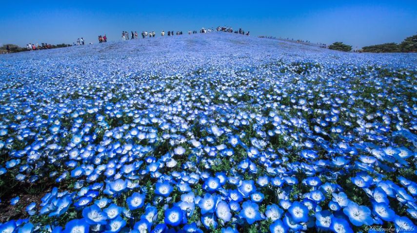 Quando você for, aliás, certifique-se de visitar a área onde está localiza uma extensa plantação de Baby Blue Eyes, essas flores azuis que formam um efeito visual incrível quando vistas de longe. Setembro é o melhor momento para se visitar a região