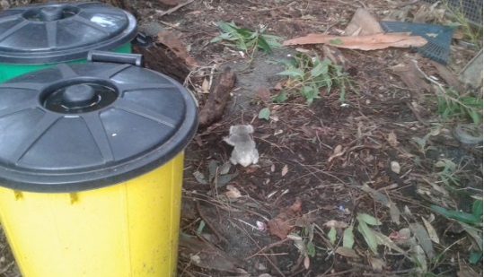Um filhote de coala, de apenas 356 gramas, foi resgatado após as tempestades que aconteceram na região de Hawks Nest, na Austrália
