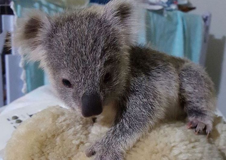 Um filhote de coala, de apenas 356 gramas, foi resgatado após as tempestades que aconteceram na região de Hawks Nest, na Austrália