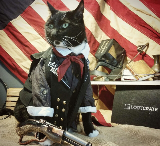 Já não é de hoje a moda de fazer cosplay. Mas agora até os bichinhos de estimação entraram na parada. O tumblr Cat Cosplay se especializou em reunir cosplayers que começaram a fazer fantasias para seus gatos, como Kat, do Instagram @timeywimeyjedi, e Nathan Smith, que chegou a dar uma entrevista ao jornal Daily Mail. As fantasias de Nathan, incluindo a de Jon Snow de Game of Thrones, demoram em média dez horas para ficarem prontas.