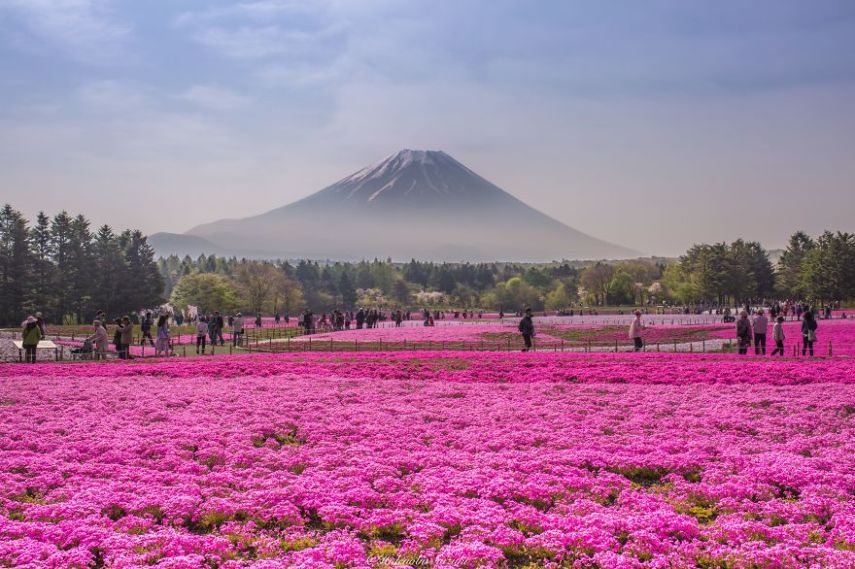 O festival das Shibazakura de Fuji é um evento anual que celebra esse musgo rosa que cresce nas proximidades do Monte Fuji, formando uma paisagem maravilhosa. São metros e metros de cores e belas paisagens naturais. A melhor época para curtir esse fenômeno em sua totalidade é entre abril e junho 