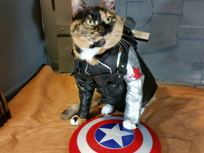 Já não é de hoje a moda de fazer cosplay. Mas agora até os bichinhos de estimação entraram na parada. O tumblr Cat Cosplay se especializou em reunir cosplayers que começaram a fazer fantasias para seus gatos, como Kat, do Instagram @timeywimeyjedi, e Nathan Smith, que chegou a dar uma entrevista ao jornal Daily Mail.  As fantasias de Nathan, incluindo a de Jon Snow de Game of Thrones, demoram em média dez horas para ficarem prontas. 