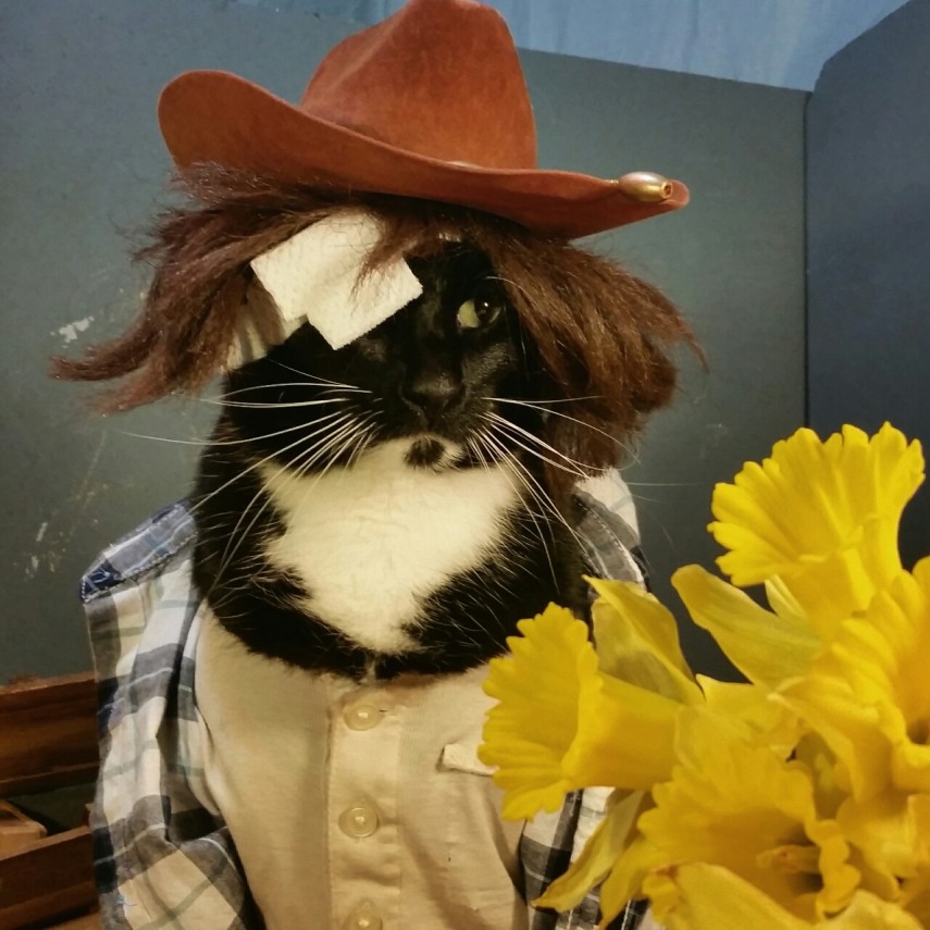 Já não é de hoje a moda de fazer cosplay. Mas agora até os bichinhos de estimação entraram na parada. O tumblr Cat Cosplay se especializou em reunir cosplayers que começaram a fazer fantasias para seus gatos, como Kat, do Instagram @timeywimeyjedi, e Nathan Smith, que chegou a dar uma entrevista ao jornal Daily Mail. As fantasias de Nathan, incluindo a de Jon Snow de Game of Thrones, demoram em média dez horas para ficarem prontas.