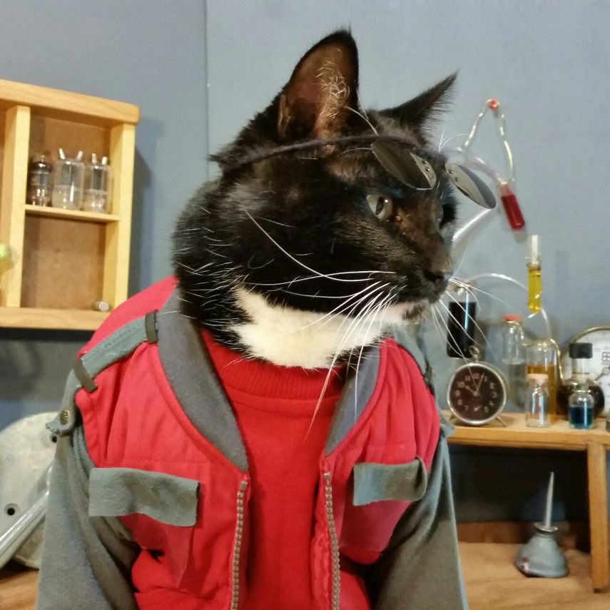 Já não é de hoje a moda de fazer cosplay. Mas agora até os bichinhos de estimação entraram na parada. O tumblr Cat Cosplay se especializou em reunir cosplayers que começaram a fazer fantasias para seus gatos, como Kat, do Instagram @timeywimeyjedi, e Nathan Smith, que chegou a dar uma entrevista ao jornal Daily Mail. As fantasias de Nathan, incluindo a de Jon Snow de Game of Thrones, demoram em média dez horas para ficarem prontas.