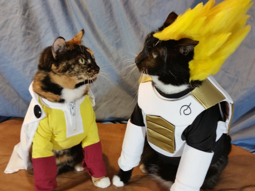 Já não é de hoje a moda de fazer cosplay. Mas agora até os bichinhos de estimação entraram na parada. O tumblr Cat Cosplay se especializou em reunir cosplayers que começaram a fazer fantasias para seus gatos, como Kat, do Instagram @timeywimeyjedi, e Nathan Smith, que chegou a dar uma entrevista ao jornal Daily Mail. As fantasias de Nathan, incluindo a de Jon Snow de Game of Thrones, demoram em média dez horas para ficarem prontas.