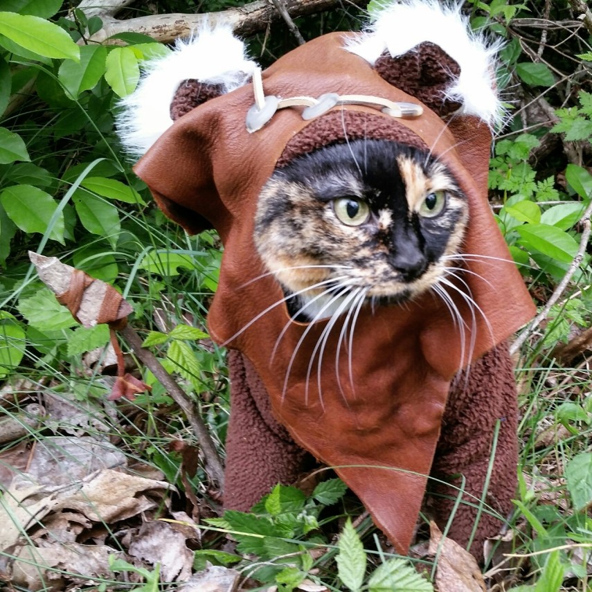 Já não é de hoje a moda de fazer cosplay. Mas agora até os bichinhos de estimação entraram na parada. O tumblr Cat Cosplay se especializou em reunir cosplayers que começaram a fazer fantasias para seus gatos, como Kat, do Instagram @timeywimeyjedi, e Nathan Smith, que chegou a dar uma entrevista ao jornal Daily Mail. As fantasias de Nathan, incluindo a de Jon Snow de Game of Thrones, demoram em média dez horas para ficarem prontas.