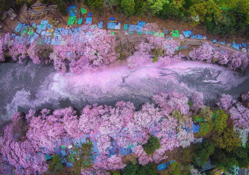 Há muitas coisas para se conhecer em Tóquio. Uma delas é o lago rosa. O nome é dado pois as flores de cerejeira soltam uma substância que pinta a água de rosa, criando um efeito natural espetacular. Mas fique atento, o evento acontece apenas durante algumas semanas da primavera, e não costuma respeitar uma frequência muito exata