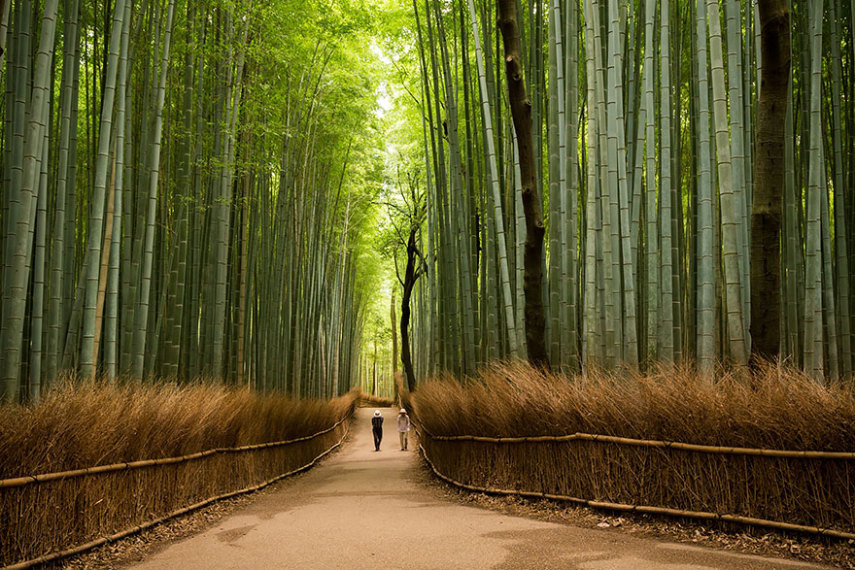 O motivo dessa floresta abrir essa lista é muito simples. Ela é um dos pontos turísticos mais famosos de Arashiyama, que, por sua vez, é o segundo distrito mais popular entre turistas de Kyoto. Andar nesse corredor natural é como estar sendo transportado para outra dimensão, especialmente durante altas temporadas 