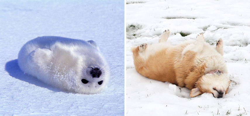 Cães compartilham um monte de características semelhantes com as focas. Os dois são considerados Caniformes e provêm da mesma subordem