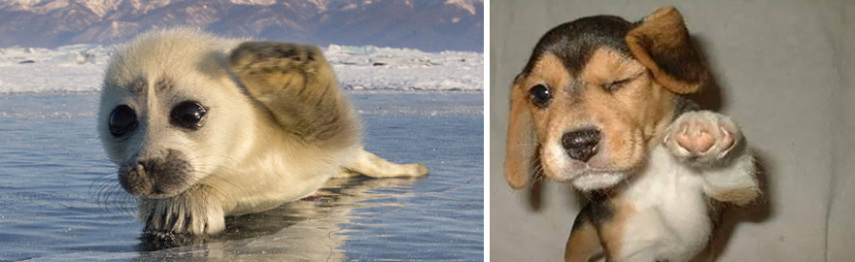 Cães compartilham um monte de características semelhantes com as focas. Os dois são considerados Caniformes e provêm da mesma subordem