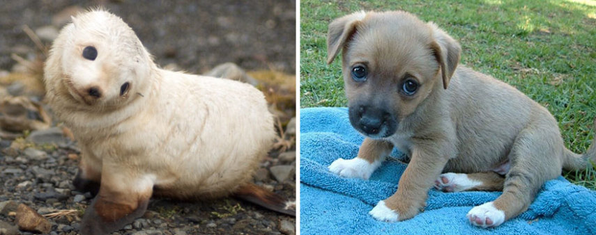 Cães compartilham um monte de características semelhantes com as focas. Os dois são considerados Caniformes e provêm da mesma subordem