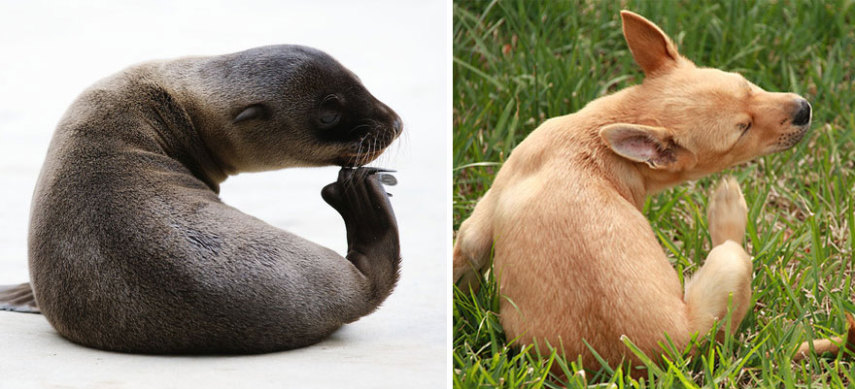 Cães compartilham um monte de características semelhantes com as focas. Os dois são considerados Caniformes e provêm da mesma subordem