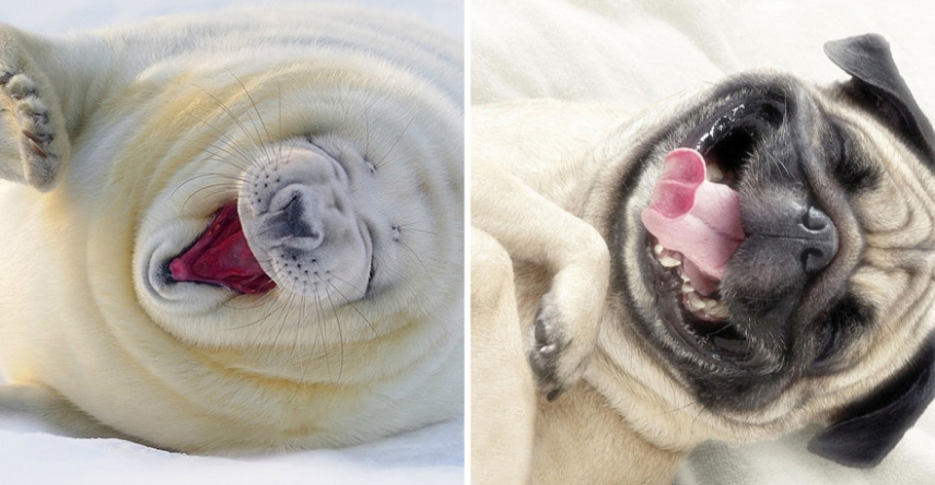 Cães compartilham um monte de características semelhantes com as focas. Os dois são considerados Caniformes e provêm da mesma subordem