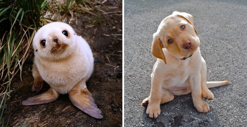 Cães compartilham um monte de características semelhantes com as focas. Os dois são considerados Caniformes e provêm da mesma subordem