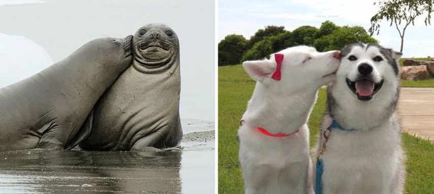 Cães compartilham um monte de características semelhantes com as focas. Os dois são considerados Caniformes e provêm da mesma subordem