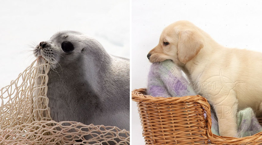 Cães compartilham um monte de características semelhantes com as focas. Os dois são considerados Caniformes e provêm da mesma subordem