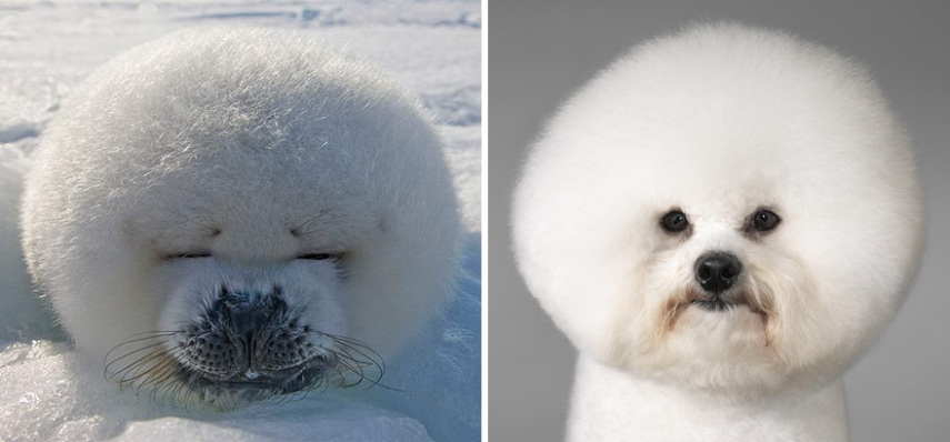 Cães compartilham um monte de características semelhantes com as focas. Os dois são considerados Caniformes e provêm da mesma subordem