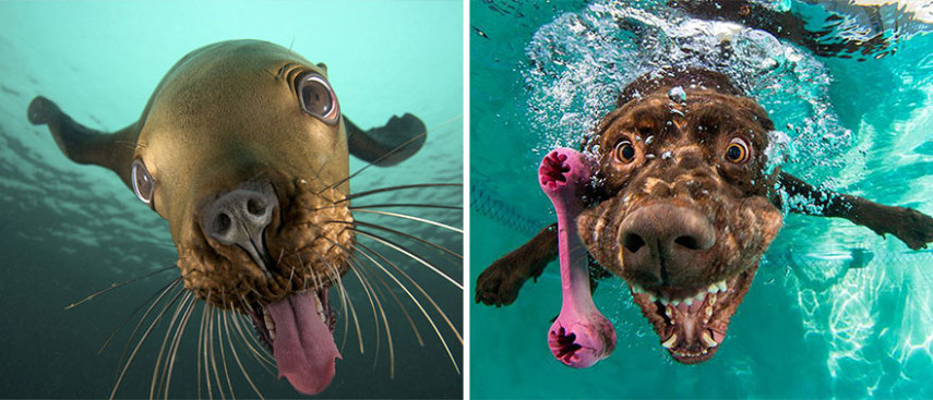 Cães compartilham um monte de características semelhantes com as focas. Os dois são considerados Caniformes e provêm da mesma subordem