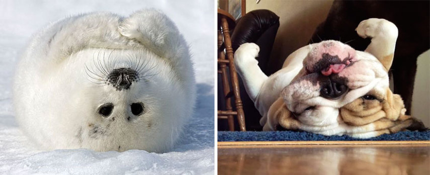 Cães compartilham um monte de características semelhantes com as focas. Os dois são considerados Caniformes e provêm da mesma subordem