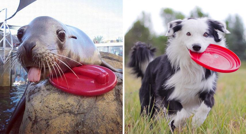 Cães compartilham um monte de características semelhantes com as focas. Os dois são considerados Caniformes e provêm da mesma subordem