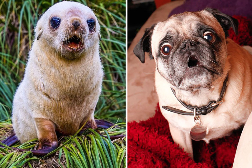 Cães compartilham um monte de características semelhantes com as focas. Os dois são considerados Caniformes e provêm da mesma subordem