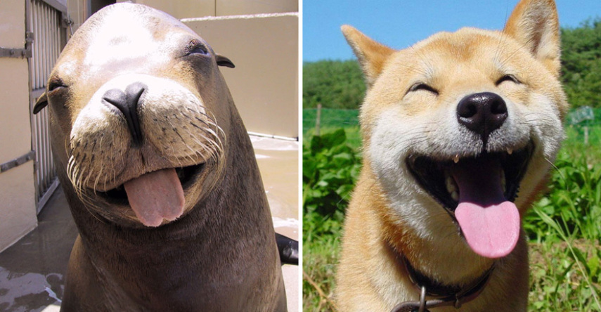 Cães compartilham um monte de características semelhantes com as focas. Os dois são considerados Caniformes e provêm da mesma subordem