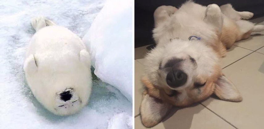 Cães compartilham um monte de características semelhantes com as focas. Os dois são considerados Caniformes e provêm da mesma subordem