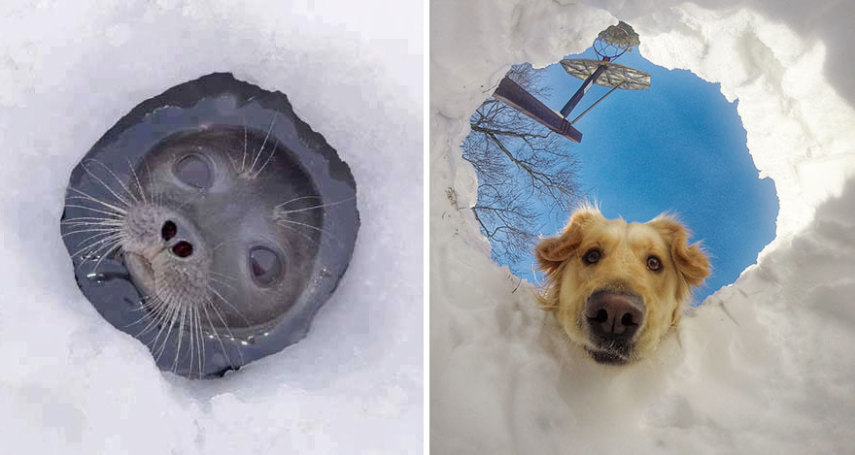 Cães compartilham um monte de características semelhantes com as focas. Os dois são considerados Caniformes e provêm da mesma subordem