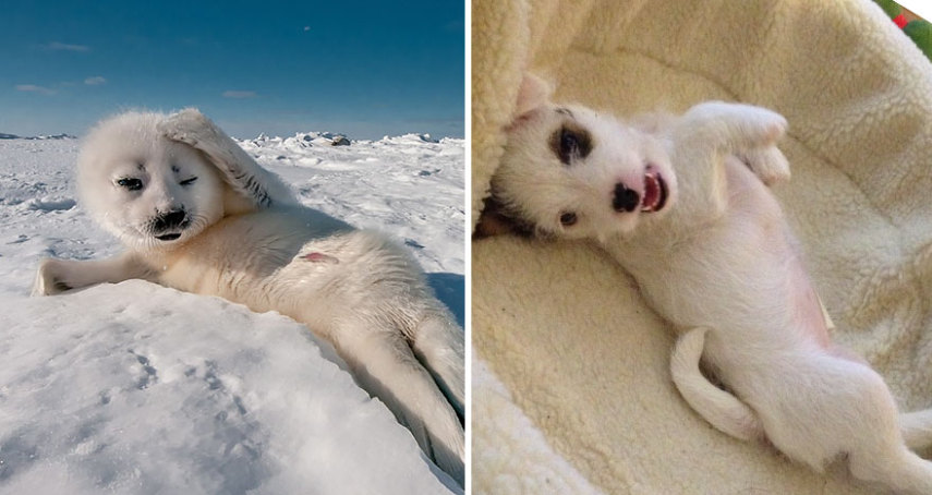 Cães compartilham um monte de características semelhantes com as focas. Os dois são considerados Caniformes e provêm da mesma subordem