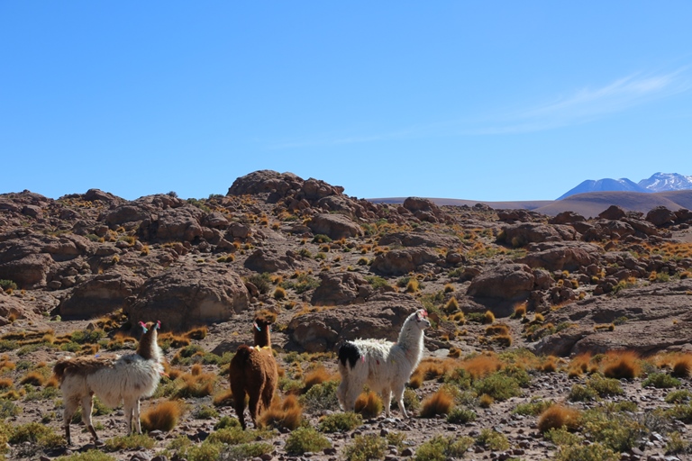 Gêiseres de Tatio: no caminho de volta dos Gêiseres até San Pedro, encontramos lhamas. Elas são domesticadas e usam enfeites coloridos para demarcar propriedade.