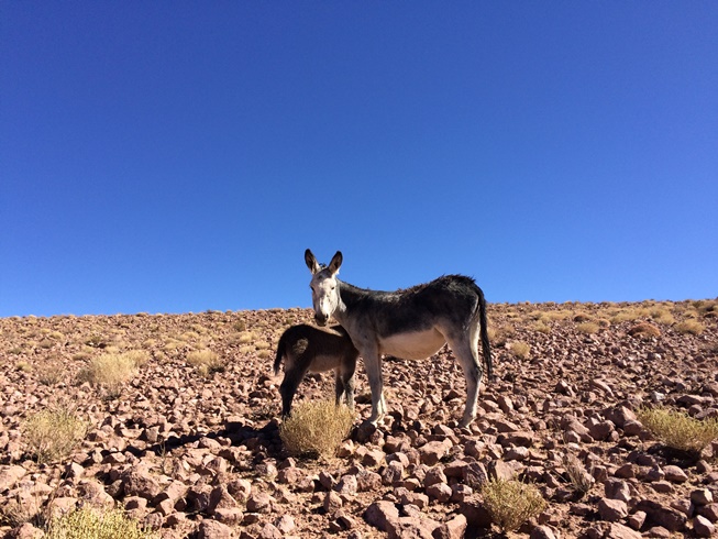 Gêiseres de Tatio: outro animal que achamos na estrada foram burros selvagens