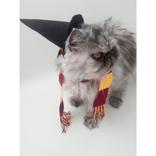 Já não é de hoje a moda de fazer cosplay. Mas agora até os bichinhos de estimação entraram na parada. O tumblr Cat Cosplay se especializou em reunir cosplayers que começaram a fazer fantasias para seus gatos, como Kat, do Instagram @timeywimeyjedi, e Nathan Smith, que chegou a dar uma entrevista ao jornal Daily Mail. As fantasias de Nathan, incluindo a de Jon Snow de Game of Thrones, demoram em média dez horas para ficarem prontas.