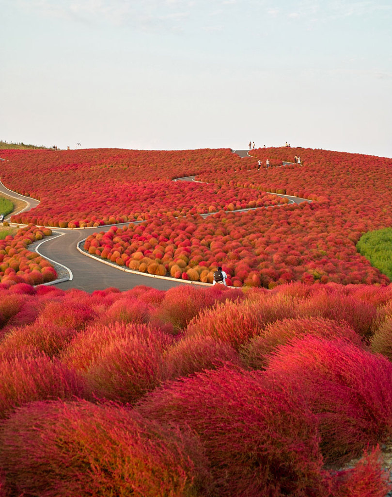 O outono é a melhor época para se visitar o Hitachi Seaside Park, atração popular do oeste de Honshu, maior ilha do Japão. De transporte público, você gastará cerca de 2 horas para chegar até lá saindo de Tóquio. Mas olha, vale a pena