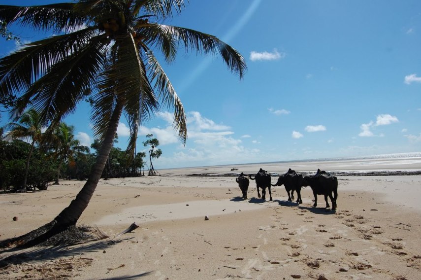 A ilha do Marajó fica no Pará, na foz do rio Amazonas no arquipélago do Marajó. É a maior ilha do Brasil e também a maior ilha fluviomarítima do mundo. Além disso, é o lugar com maior rebanho de búfalos do Brasil. Você ainda pode ver os vestígios do passado de civilização pré-colombiana