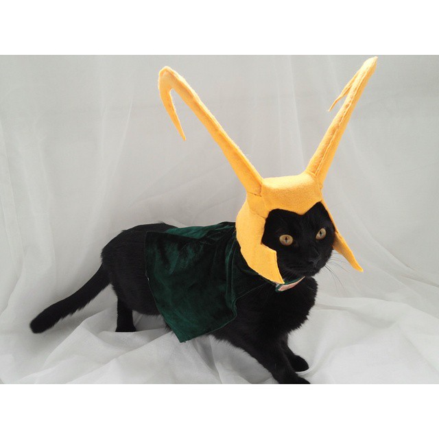 Já não é de hoje a moda de fazer cosplay. Mas agora até os bichinhos de estimação entraram na parada. O tumblr Cat Cosplay se especializou em reunir cosplayers que começaram a fazer fantasias para seus gatos, como Kat, do Instagram @timeywimeyjedi, e Nathan Smith, que chegou a dar uma entrevista ao jornal Daily Mail.  As fantasias de Nathan, incluindo a de Jon Snow de Game of Thrones, demoram em média dez horas para ficarem prontas. 