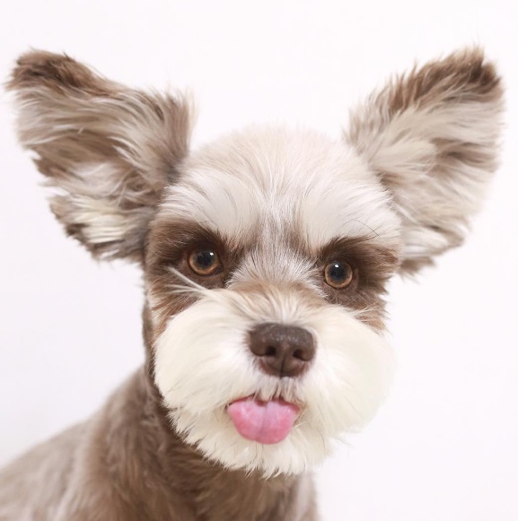 O schnauzer marrom tem mais de 52 mil seguidores no Instagram