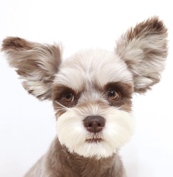 O schnauzer marrom tem mais de 52 mil seguidores no Instagram