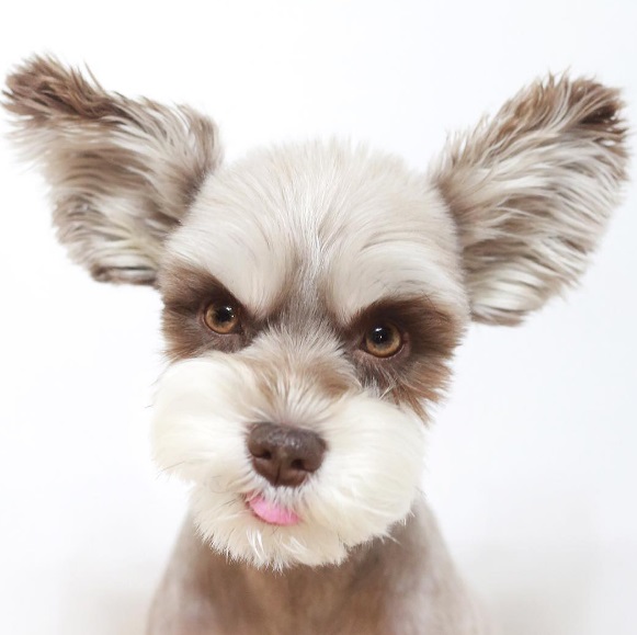 O schnauzer marrom tem mais de 52 mil seguidores no Instagram