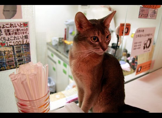 Com poucas opções de espaço, os japoneses que amam gatos transformaram os 