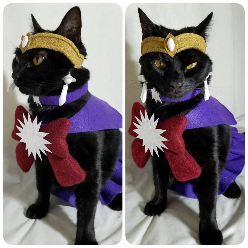 Já não é de hoje a moda de fazer cosplay. Mas agora até os bichinhos de estimação entraram na parada. O tumblr Cat Cosplay se especializou em reunir cosplayers que começaram a fazer fantasias para seus gatos, como Kat, do Instagram @timeywimeyjedi, e Nathan Smith, que chegou a dar uma entrevista ao jornal Daily Mail. As fantasias de Nathan, incluindo a de Jon Snow de Game of Thrones, demoram em média dez horas para ficarem prontas.
