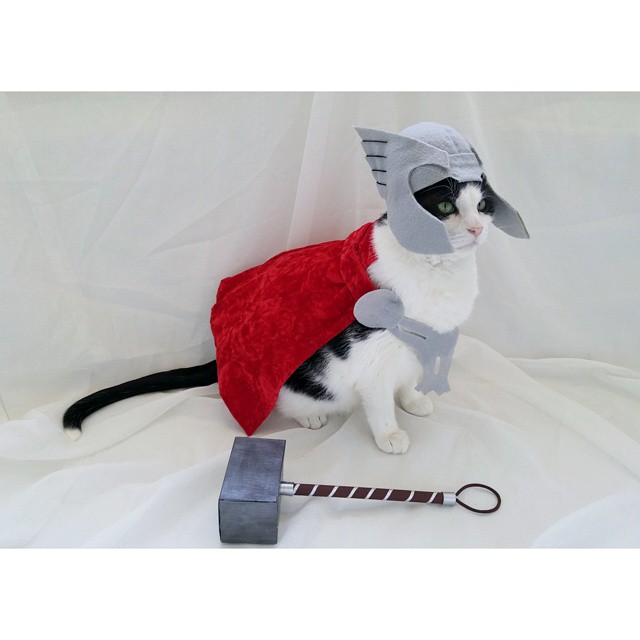 Já não é de hoje a moda de fazer cosplay. Mas agora até os bichinhos de estimação entraram na parada. O tumblr Cat Cosplay se especializou em reunir cosplayers que começaram a fazer fantasias para seus gatos, como Kat, do Instagram @timeywimeyjedi, e Nathan Smith, que chegou a dar uma entrevista ao jornal Daily Mail. As fantasias de Nathan, incluindo a de Jon Snow de Game of Thrones, demoram em média dez horas para ficarem prontas.