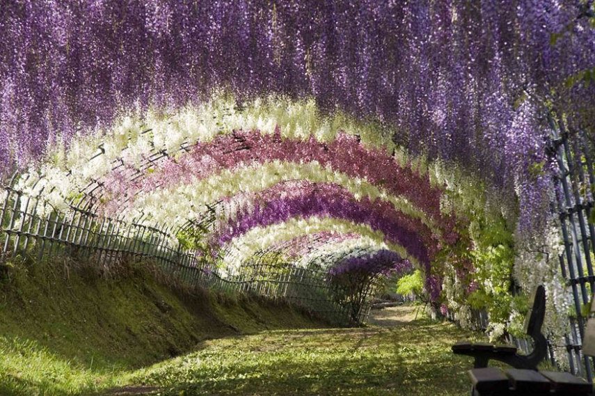 O túnel de flores de Kawachi Fuji é a melhor atração turística da área norte da ilha de Kyushu. Saindo de Fukuoka, dá cerca de 1 hora de viagem via transporte público