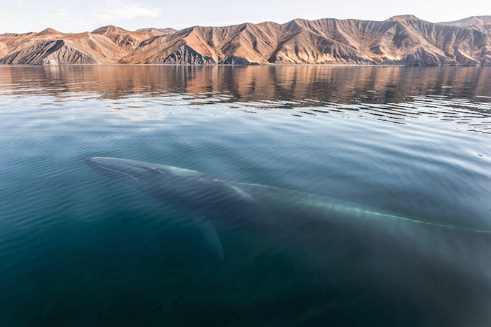 Há 25 anos, O fotógrafo inglês Christopher Swann registra baleias e golfinhos em vários lugares do mundo