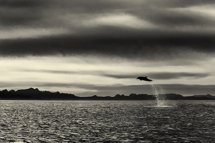 Há 25 anos, O fotógrafo inglês Christopher Swann registra baleias e golfinhos em vários lugares do mundo