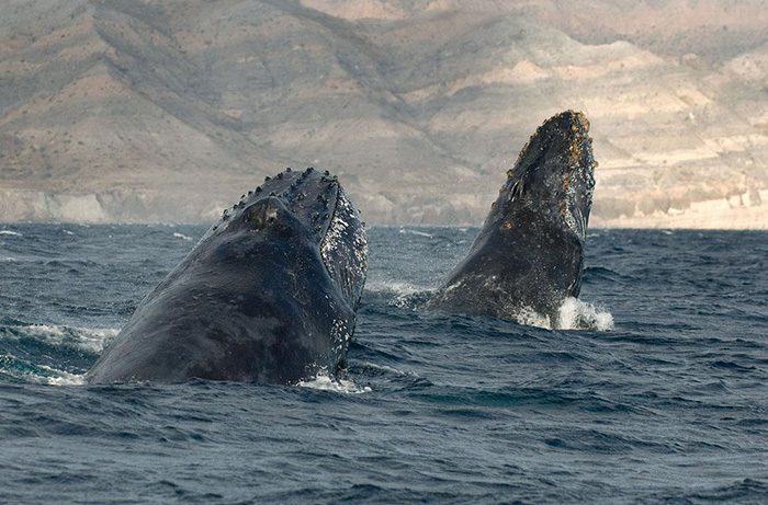 Há 25 anos, O fotógrafo inglês Christopher Swann registra baleias e golfinhos em vários lugares do mundo