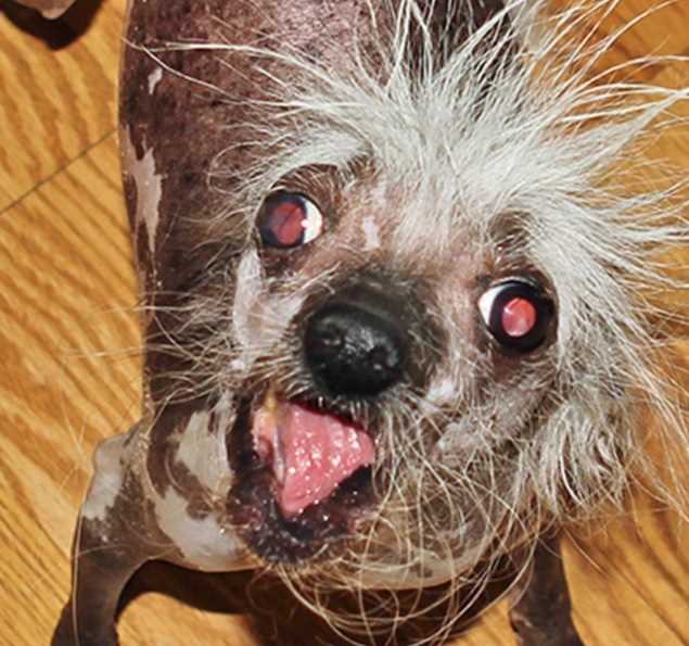 De acordo com organizadores da 'World's Ugliest Dog', cães com características incomuns ou com deformidades dificilmente são adotados, e a ideia do evento é mostrar para as pessoas que peludos considerados feios podem ser muito amáveis e ótimos companheiros.